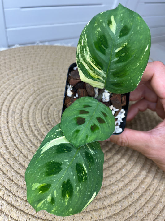 Prayer Plant(Maranta) Variegated 1
