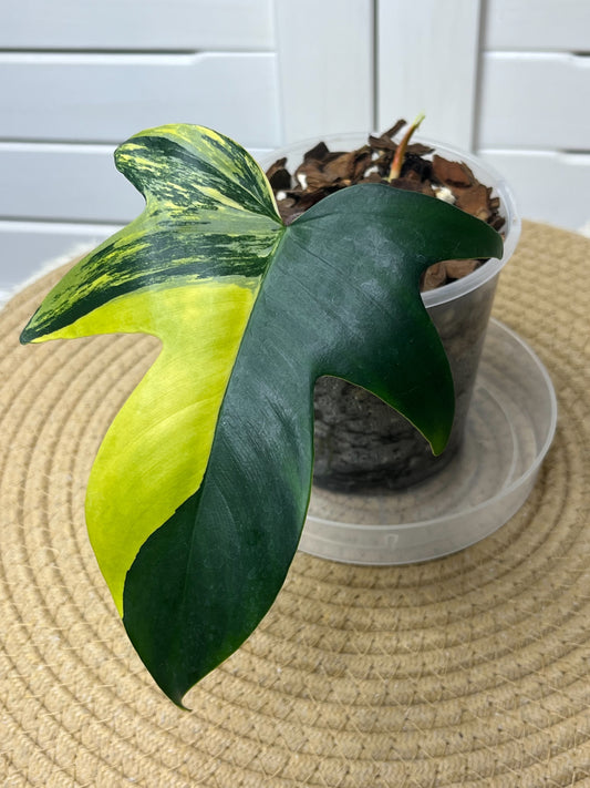 Philodendron Florida Beauty variegated #1