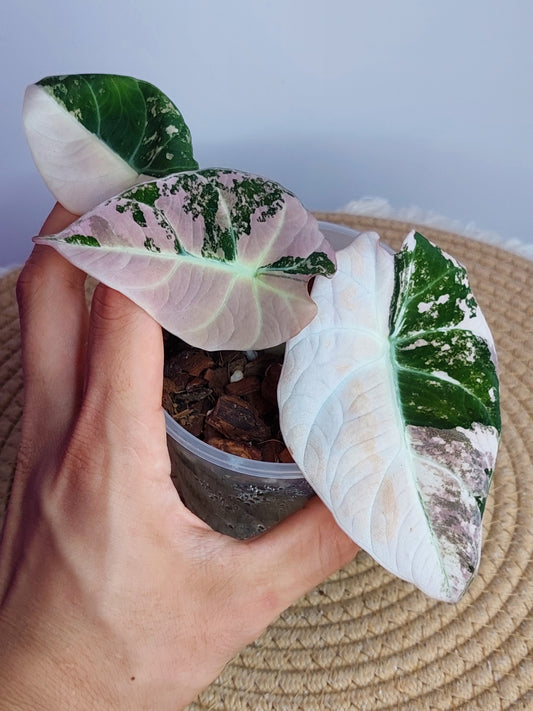 Alocasia Black Velvet Variegated(Mother Plant) - 1