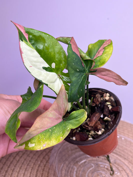 Syngonium Red Spot Tricolour 1