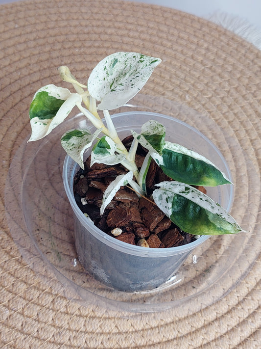Epipremnum Pinnatum Marble - 1