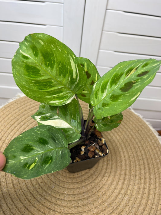 Maranta Variegated (Prayer Plant) 1