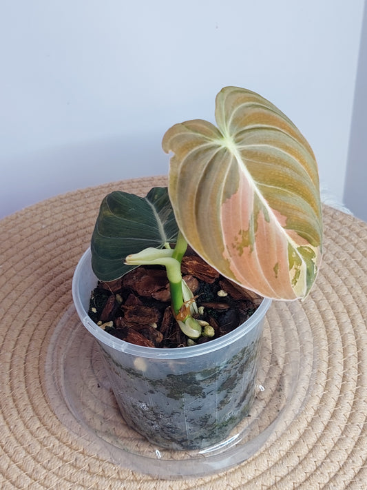 Philodendron Melanochrysum Variegated - 1