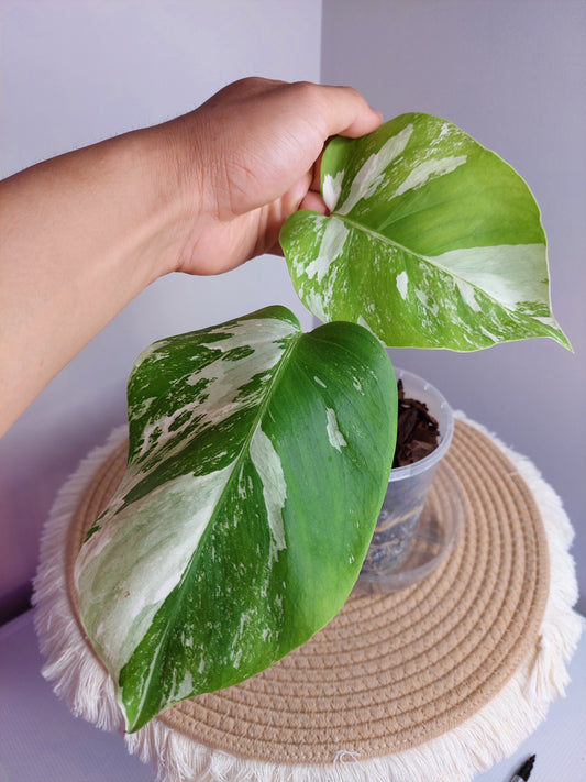 Monstera Borsigiana Albo Variegated (1)