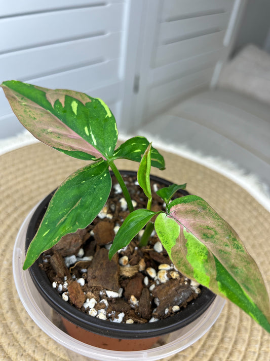 Syngonium Red Spot Tricolour(Cutting/Well Rooted) 2