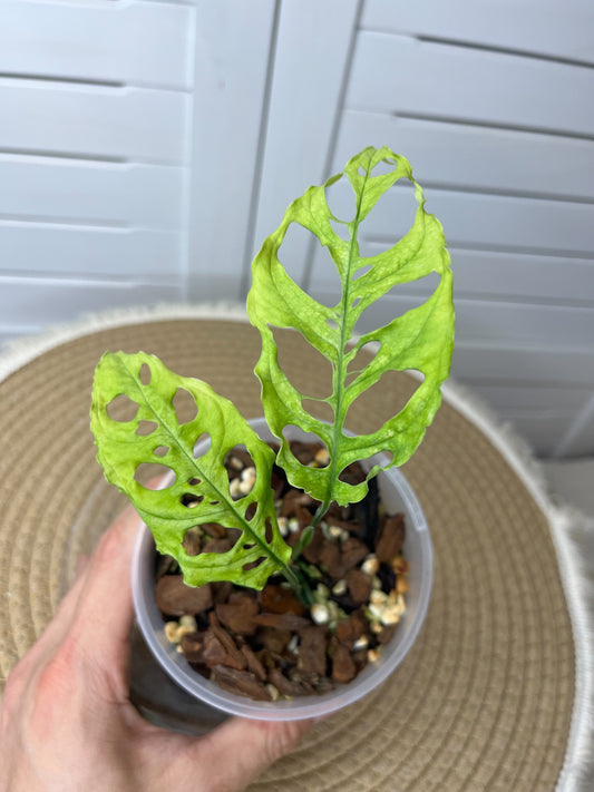 Monstera Obliqua Peru 1