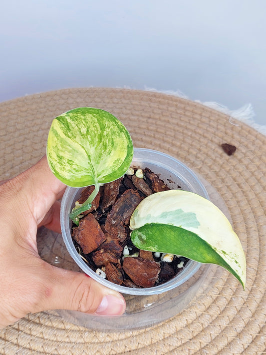 Scindapsus Jade Satin Variegated 1