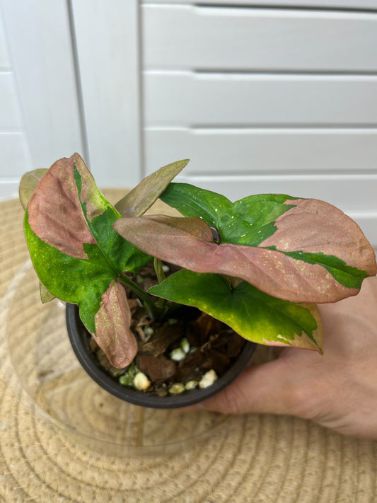 Syngonium Red Spot Tricolour 1