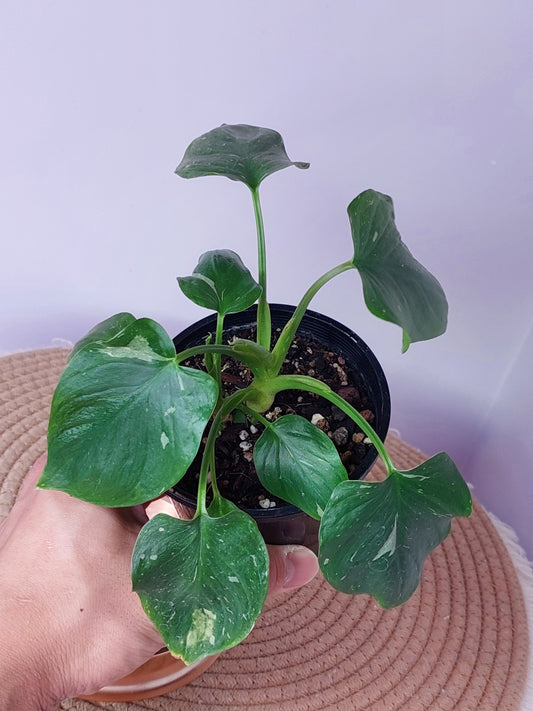 Homalomena Rubescens  Constellation (A)