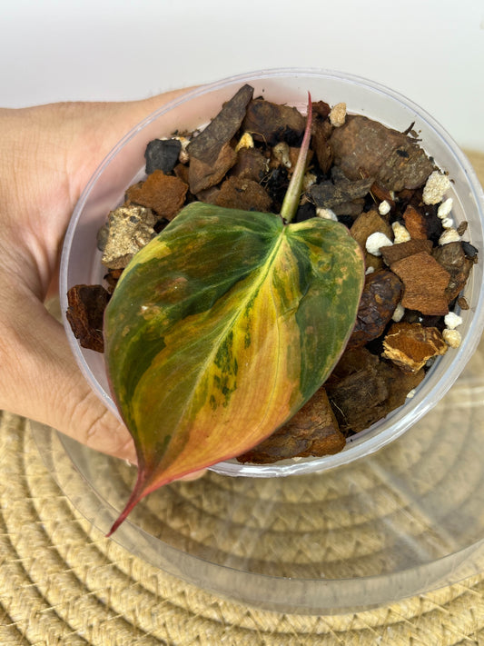 Philodendron Mican Variegated #1