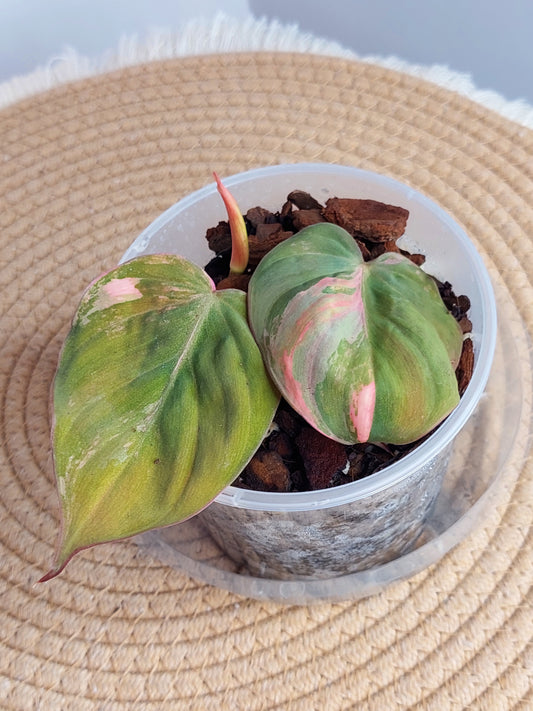 Philodendron Mican Variegated (1)