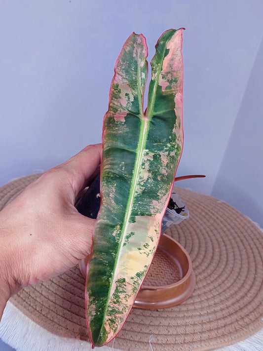 Philodendron Billietiae Variegated (A)