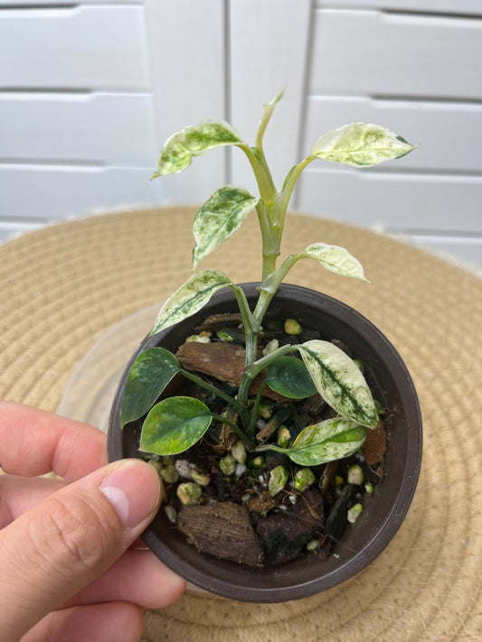 Epipremnum Pinnatum Bali Hanoman #1