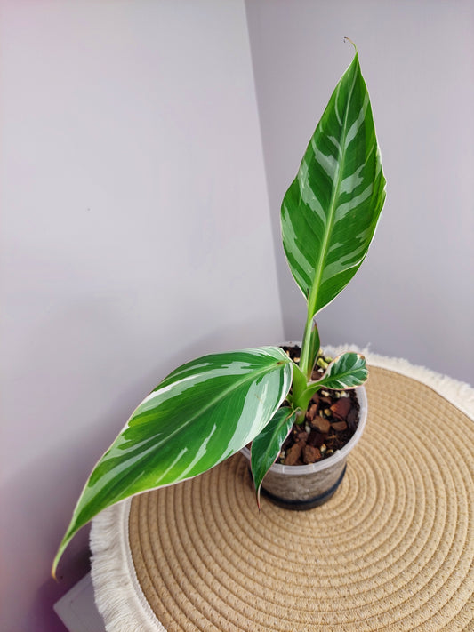 Banana Variegated A