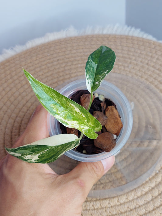 Epipremnum Pinnatum Albo (1)