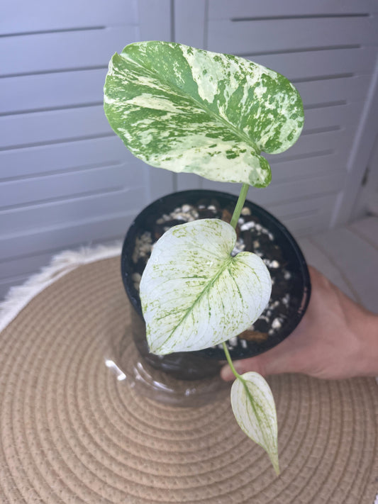 Monstera Deliciosa Mint Variegated #1