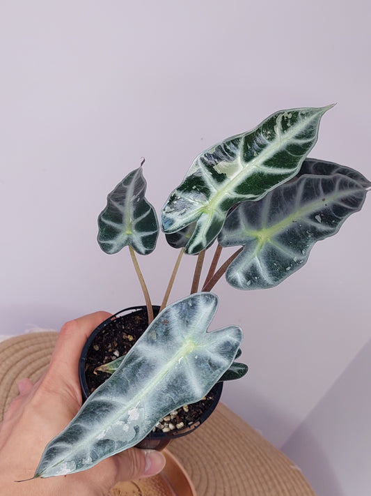 Alocasia Amazonica Polly Variegated (A)