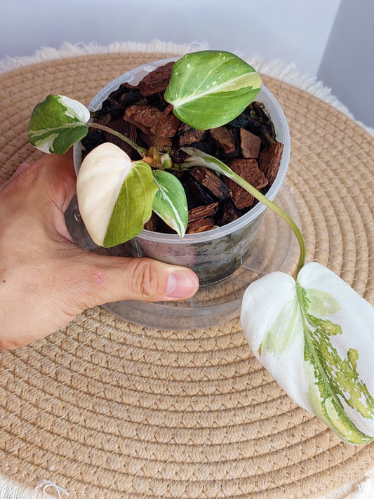Philodendron Gloriosum Variegated (1)