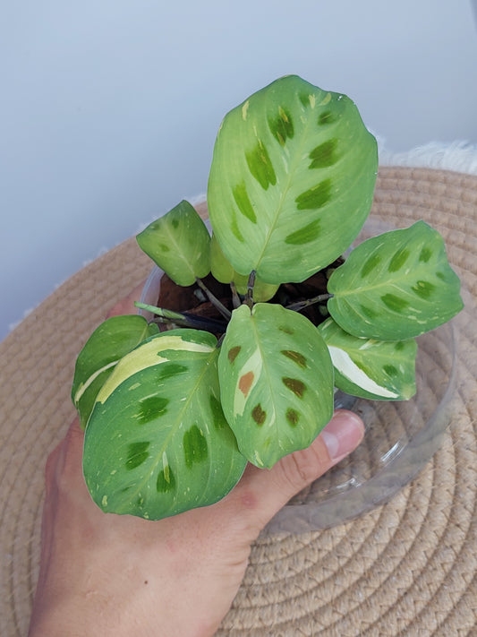 Prayer Plant(Maranta) Variegated 1