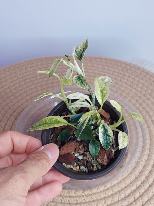 Epipremnum Pinnatum Bali Hanoman - 1