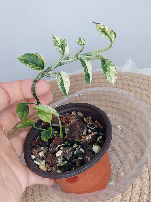 Epipremnum Pinnatum Bali Hanoman 1