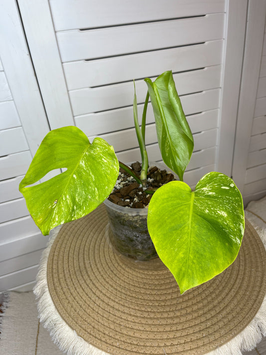 Monstera Borsigiana Albo Variegated 1