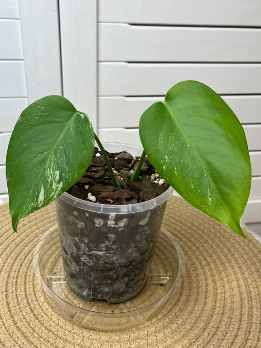 Monstera Borsigiana Albo Variegated 1