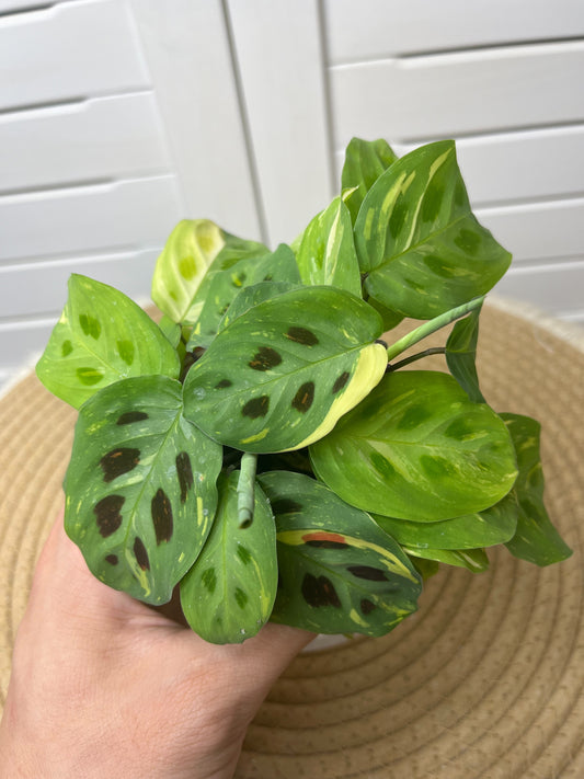 Maranta Variegated (Prayer Plant) #1