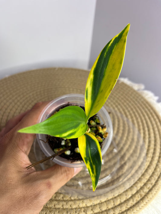 Scindapsus Coriaceus Aurea 1