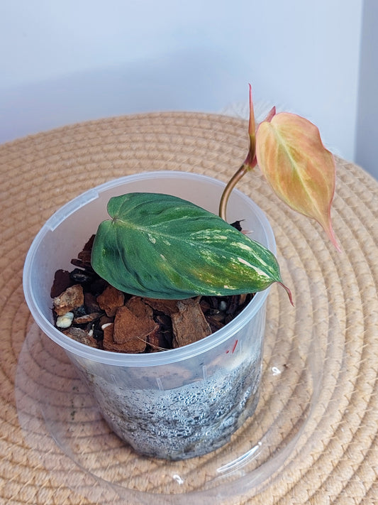 Philodendron Mican Variegated - 1