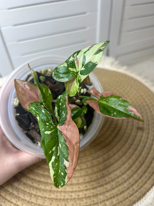 Syngonium Red Spot Tricolour #1