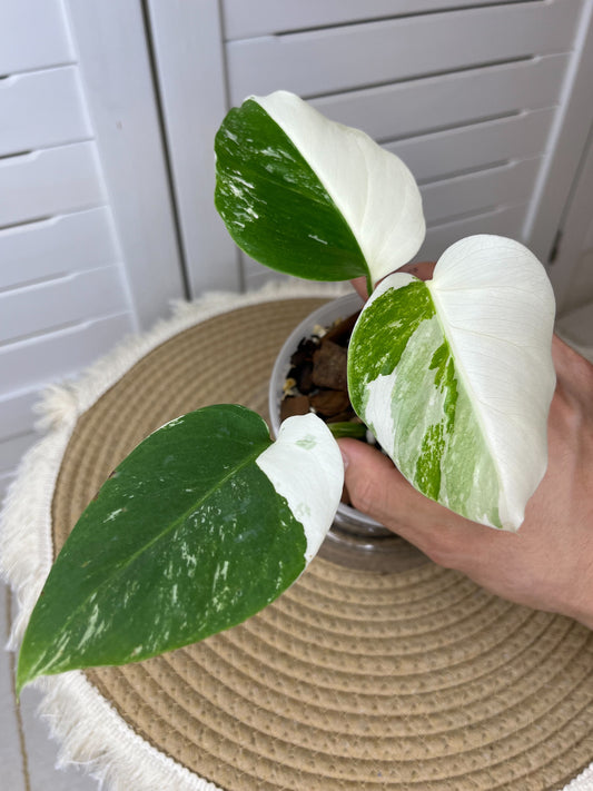 Monstera Borsigiana Albo Half moon Variegated 1