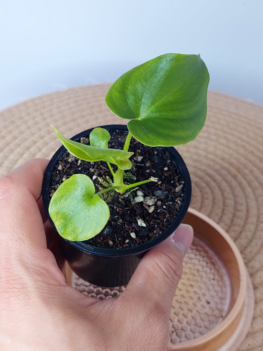 Philodendron Luxurians (A)