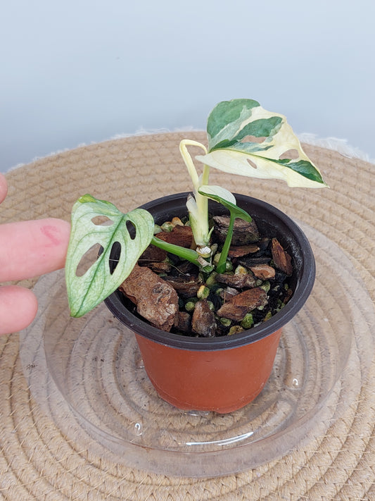 Monstera Monkey Mask(Adansonii) Variegated 1