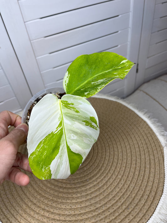 Monstera Borsigiana Albo Variegated (1)