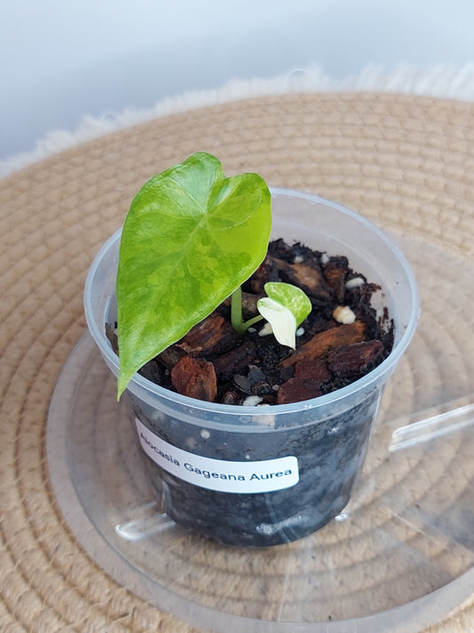 Alocasia Gageana Aurea Variegated(Small) (1)