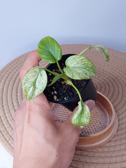 Homalomena Rubescens Mint (A)