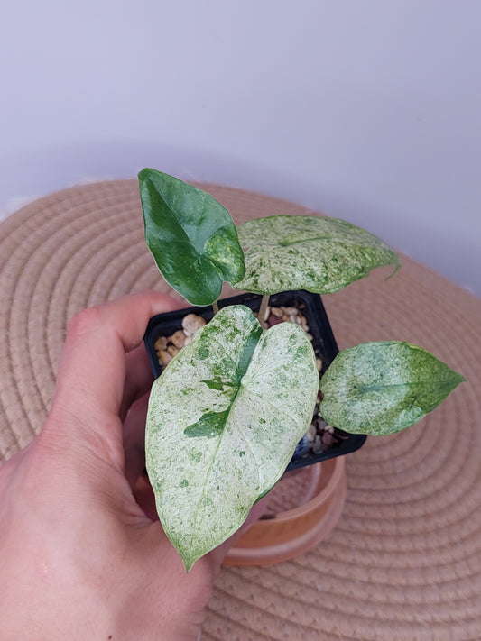 Alocasia Odora Batik Variegated (A)