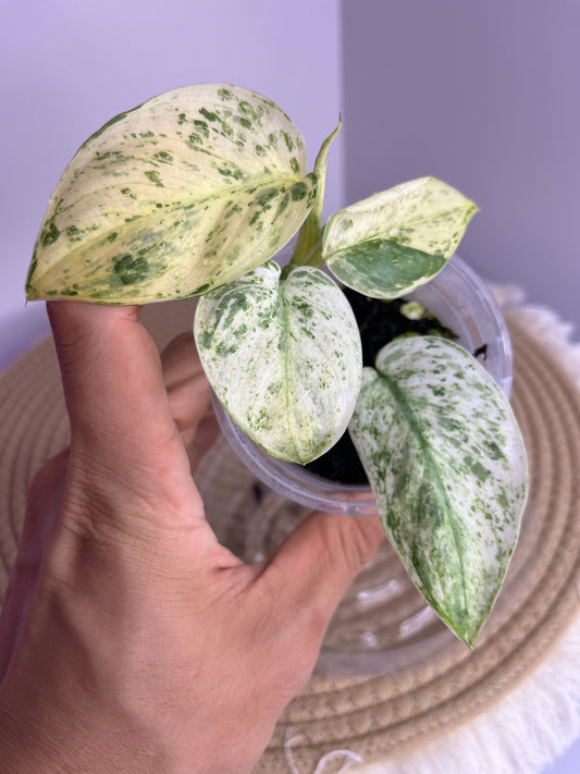 Scindapsus Silver Cloud Variegated 1