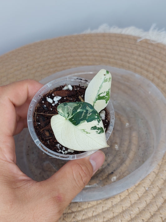 Alocasia Black Velvet Variegated - (1)