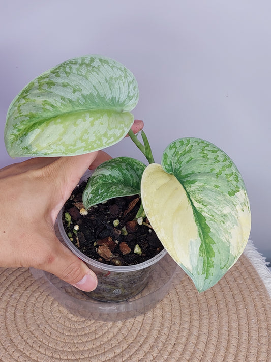 Scindapsus Exotica Variegated 1