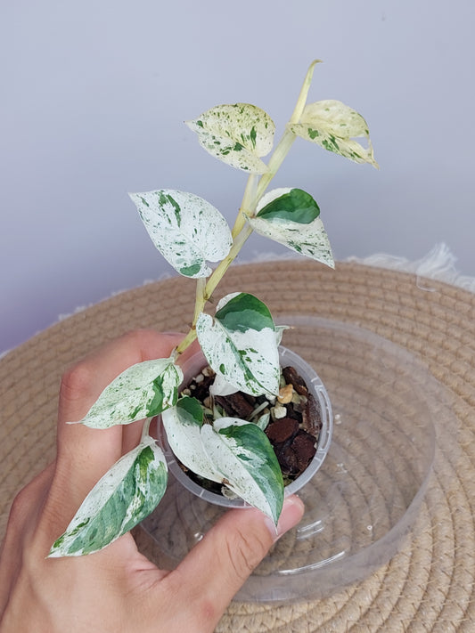 Epipremnum Pinnatum Marble 1
