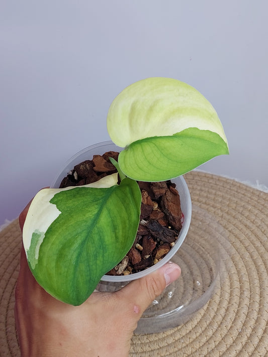 Scindapsus Jade Satin Variegated #1