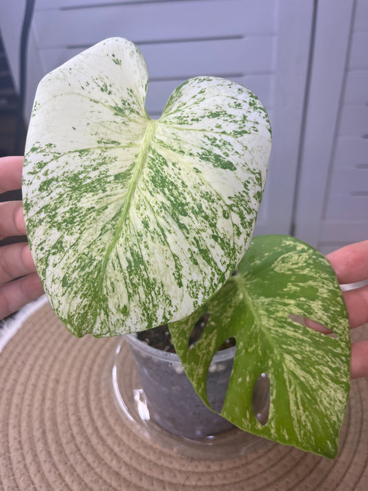 Monstera Deliciosa Mint Variegated #2