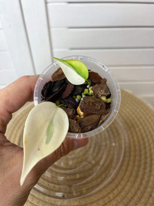 Philodendron Hederaceum(Heartleaf) ALBO Variegated -2