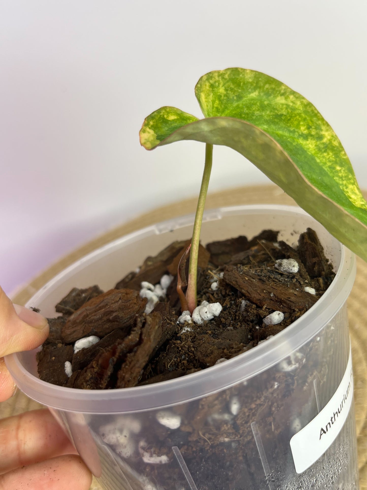 Anthurium Forgetii x Variegated A