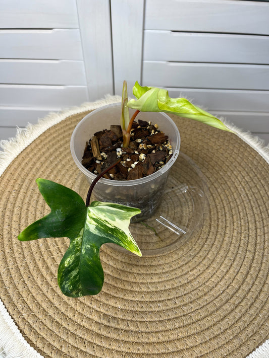 Philodendron Florida Beauty variegated #2