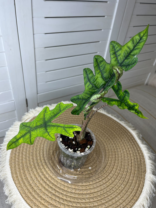 Alocasia Jacklyn 1