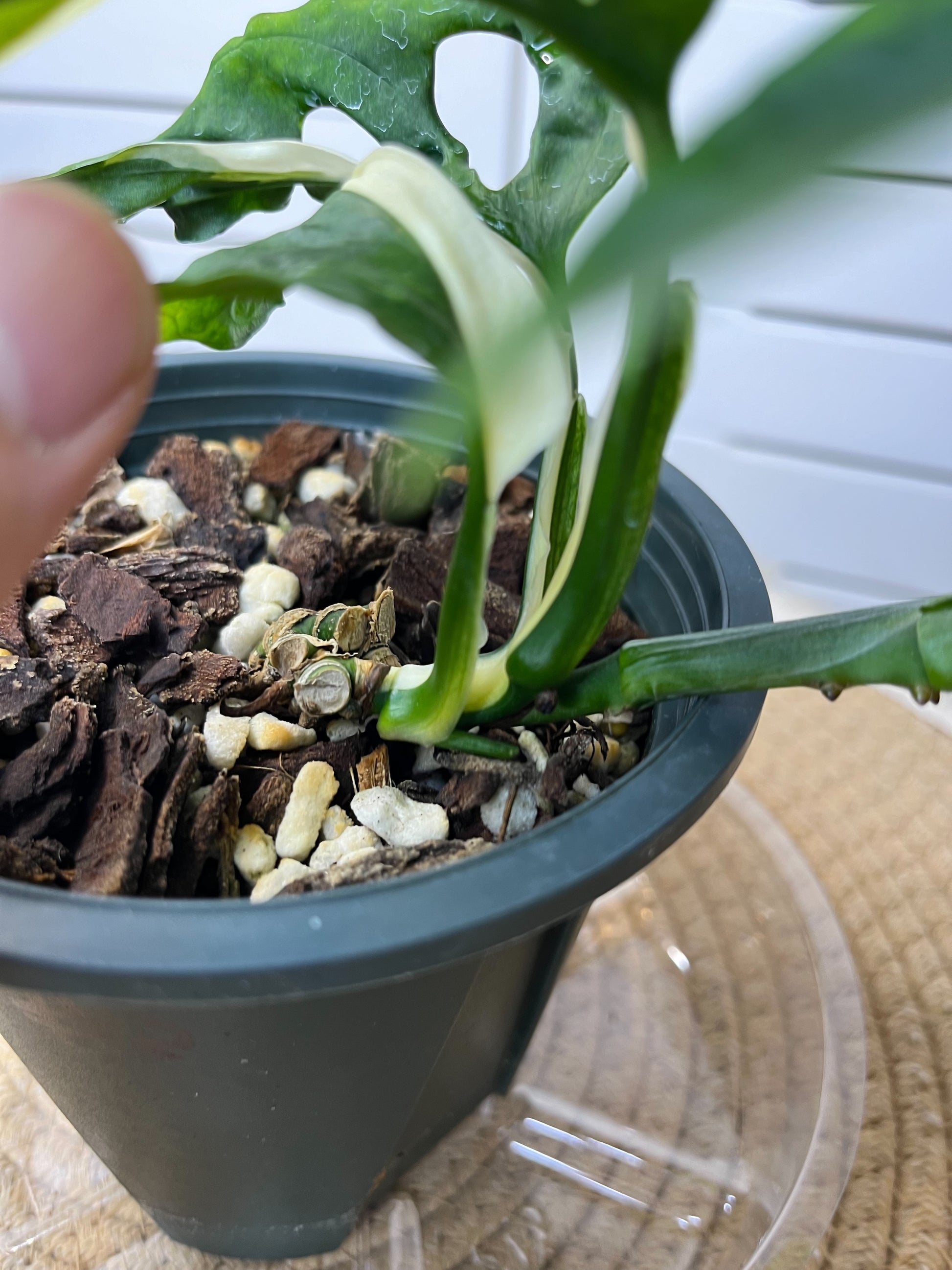 reverted monstera adansonii Monstera Monkey Mask(Adansonii) Reverted #2 – SOUL PLANT
