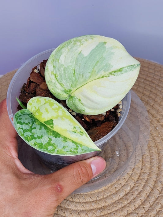 Scindapsus Exotica Variegated 3